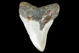 Bargain, Fossil Megalodon Tooth - North Carolina #101249-2